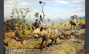 موزه حیات وحش هفت چنار 40