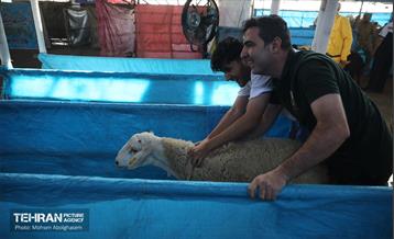 بازدید از مرکز عرضه بهداشتی دام ویژه عید قربان 17