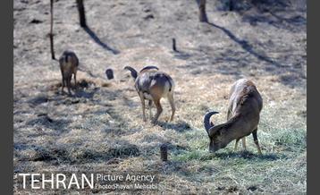 پارک پردیسان 4