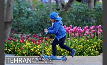 رویش گل های لاله در باغ ایرانی 52