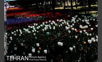 پیاده راه لاله مادران 10