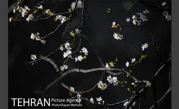 بهار در تهران 2