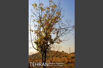 پاییز در روستای ازگی 13