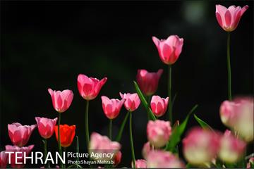 رویش گل های لاله در بوستان ملت 17