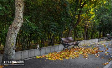 سمفونی رنگ های پاییزی - پارک ملت 7