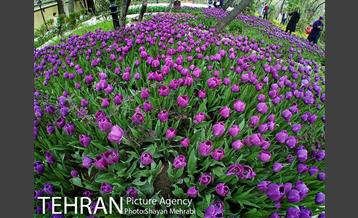 روش گل های لاله در باغ ایرانی 1