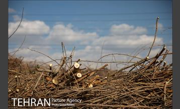 تولید کود کمپوست در پارک جنگلی آزادشهر 9