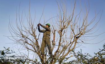 هرس درختان در منطقه 5