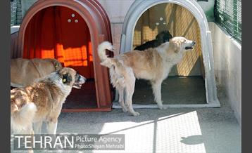 نقاهتگاه سگ های بدون صاحب واقع در آراد کوه 13