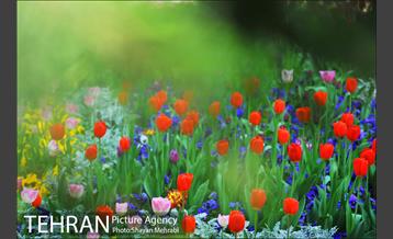 رویش گل های لاله در بوستان ملت 19