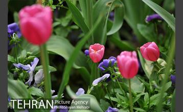 رویش گل لاله در پارک شهر 4