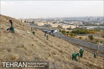 بازدید شهردار تهران از پروژه درختکاری کمربند سبز تهران  12