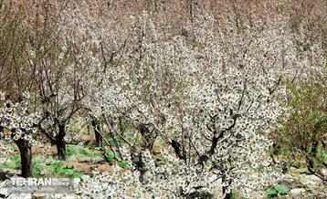 طبیعت بهاری روستای سنگان 17
