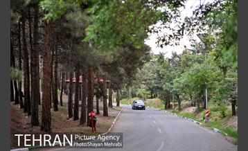 پارک جنگلی لویزان‎ 14