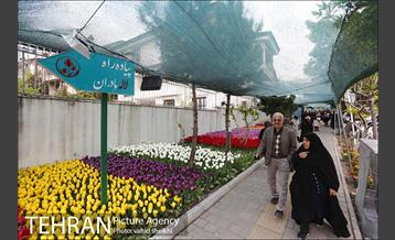 هفتمین سالگرد رویداد جذاب و دیدنی "پیاده راه لاله برای مادران" 18