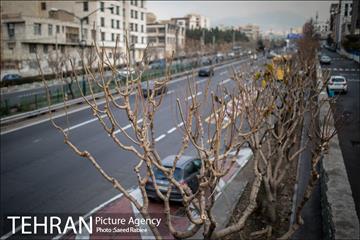 آغاز فصل هرس درختان 9