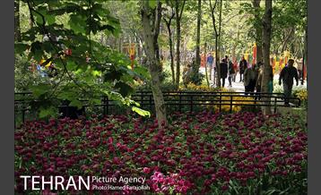 لاله های بهاری بوستان مختاری 6