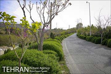 روز طبیعت در بوستان هاى منطقه ٥