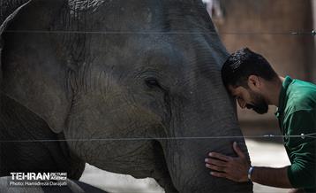 «مایسا» یکساله شد 32