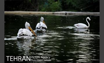 باغ پرندگان تهران 62