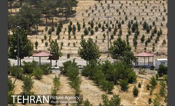 بوستان جنگلی یاس فاطمی 7