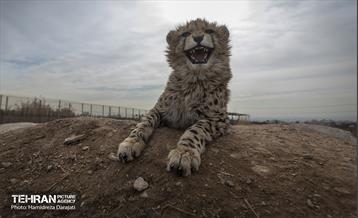 پیروز؛ پسر ایران 1