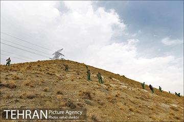 بازدید شهردار تهران از پروژه درختکاری کمربند سبز تهران  11