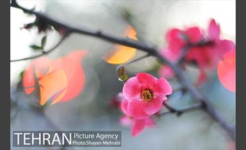 شکوفه های بهاری در پایتخت 17