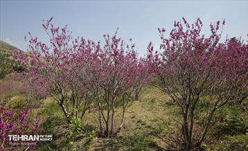 هوای بهاری منطقه 5 24