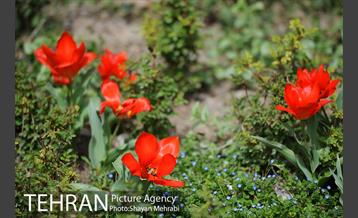 رویش گل های لاله در باغ ایرانی 24