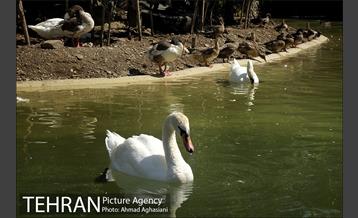 باغ پرندگان تهران 3
