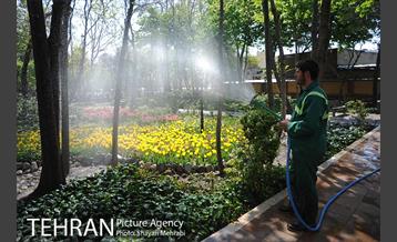 رویش گل های لاله در باغ ایرانی 6