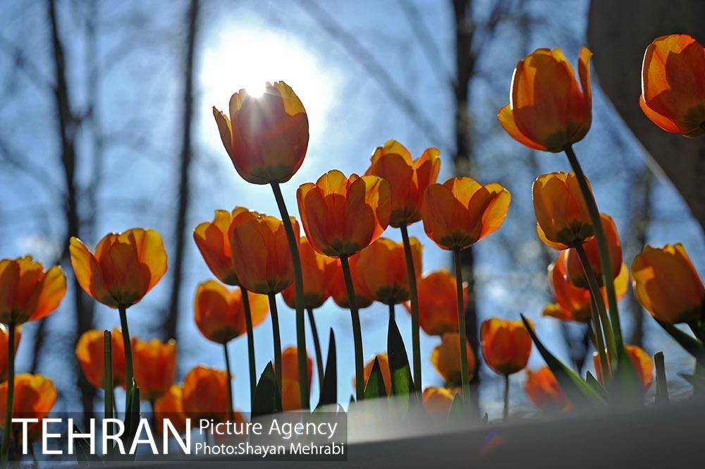 رویش گل های لاله در پارک ملت 14