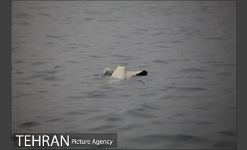 سقوط یه فروند بالگرد در دریاچه شهدای خلیج فارس 14