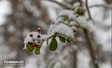 روایت مه‌و‌برف در بوستان سنگی تهران  23
