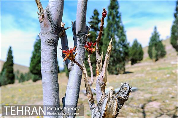 طبیعت بهاری بوستان سرخه حصار‎ 1