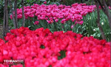 لاله‌ها میهمان باغ ایرانی 11