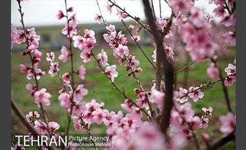 بهار در تهران 29