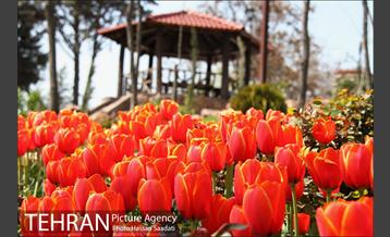 لاله های باغ راه فدک  12