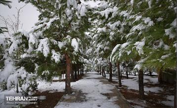 درکه پس از بارش برف  6