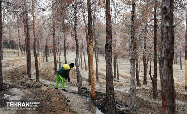 کاشت 2000 نهال مثمر در بوستان جنگلی چیتگر 47