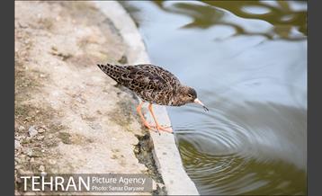 باغ پرندگان 7