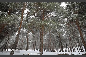 روز برفی تهران - 2 12