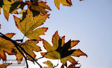 سمفونی رنگ های پاییزی - بوستان اندیشه 16