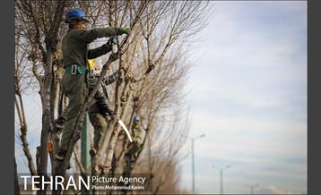 آغاز فصل هرس درختان- 3