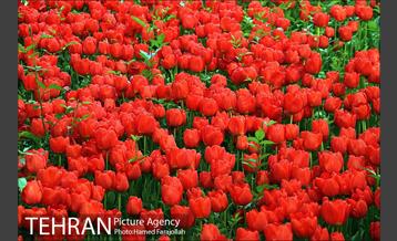 لاله های بهاری بوستان مختاری 5