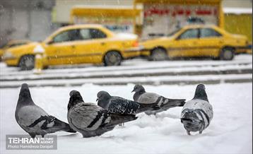 بارش برف زمستانی در شمیران  17