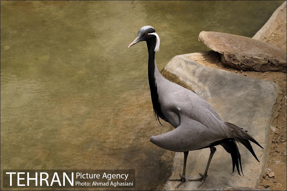 باغ پرندگان تهران 5