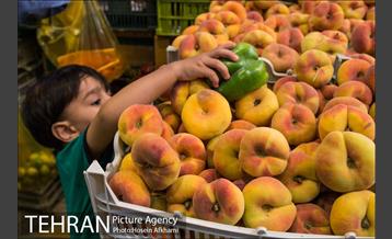 میوه های تابستانه رونق میوه فروشی ها 26