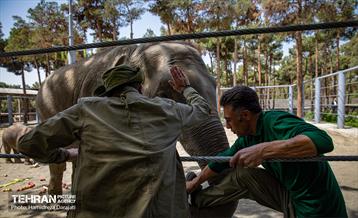 «مایسا» یکساله شد 27